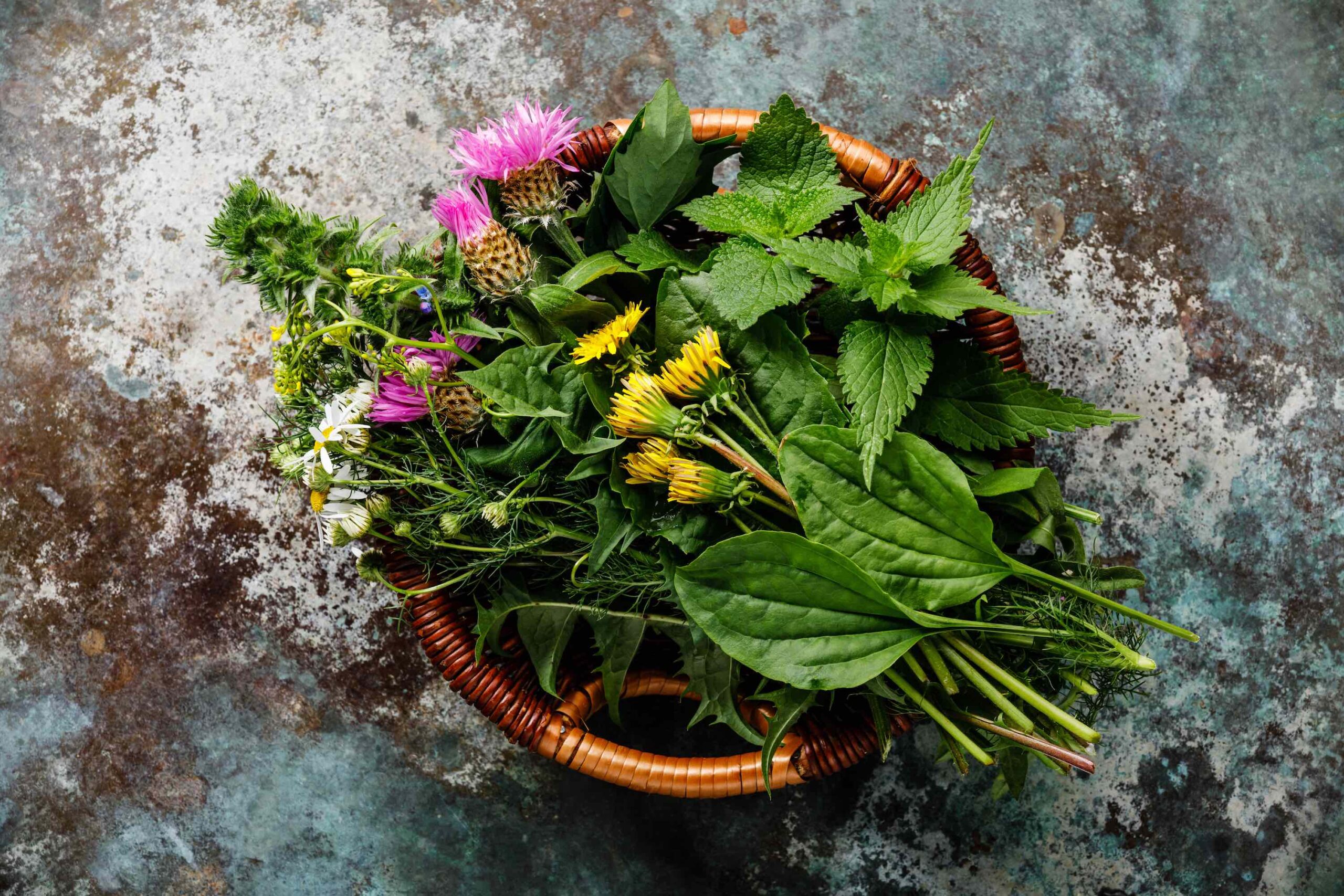 Meadow and Medicinal herbs for biohacking paleo diet